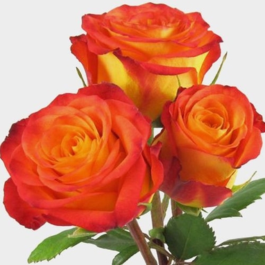 Rose Circus Yellow Red Tips 50cm Wholesale Blooms By The Box