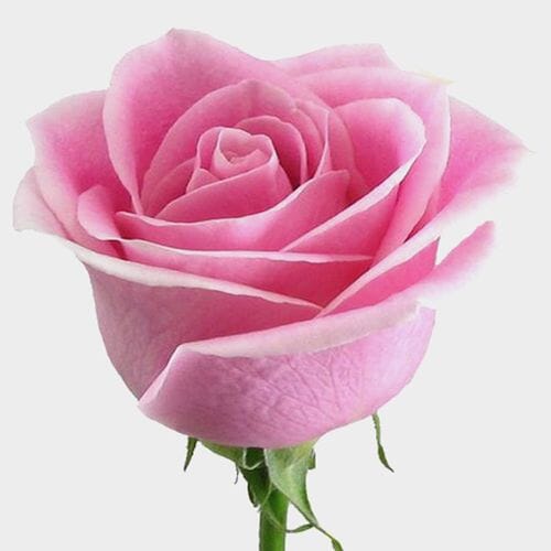 Wholesale flowers prices - buy Rose Rosita Vendela Medium Pink 60cm in bulk