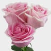 Rose Rosita Vendela Medium Pink 60cm