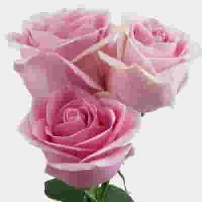 Rose Rosita Vendela Medium Pink 60cm