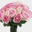 Rose Rosita Vendela Medium Pink 60cm