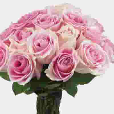 Rose Rosita Vendela Medium Pink 60cm