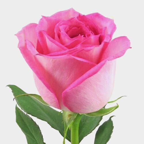 Wholesale flowers: Rose Sweet Unique Soft Pink 60cm