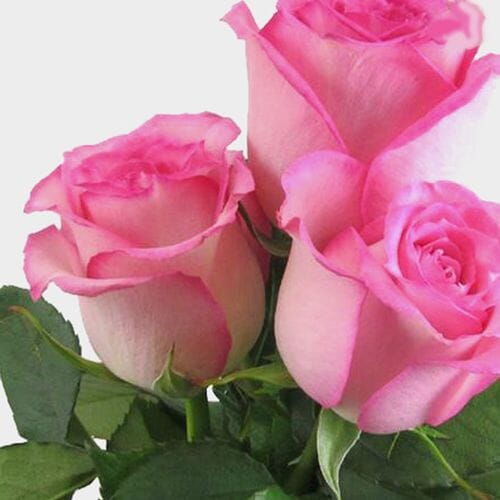 Rose Sweet Unique Soft Pink 60cm - Wholesale - Blooms By The Box