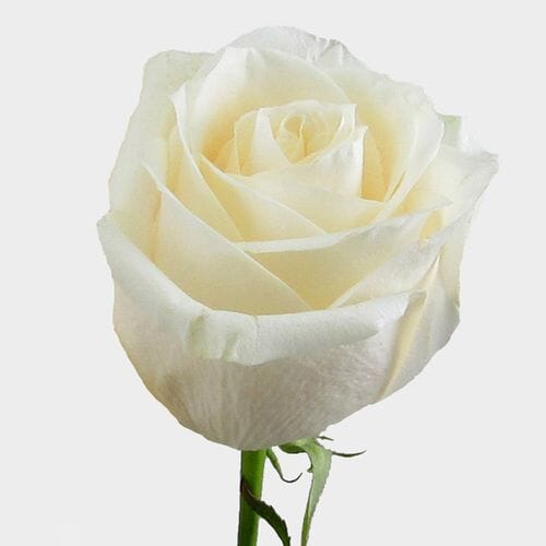 Wholesale flowers prices - buy Rose Vendela Cream 60cm in bulk