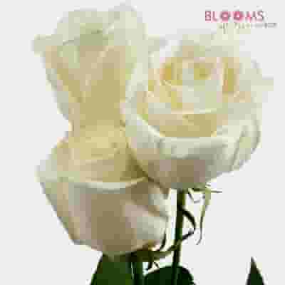 Rose Vendela Cream 60cm