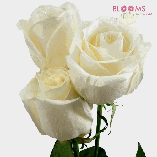 Rose Vendela Cream 60cm