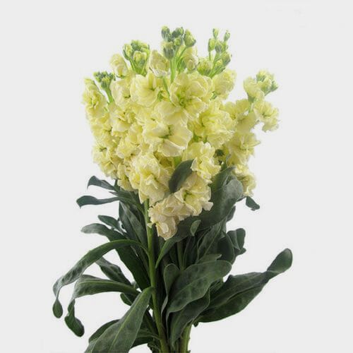 Wholesale flowers prices - buy Stock Cream Flower in bulk
