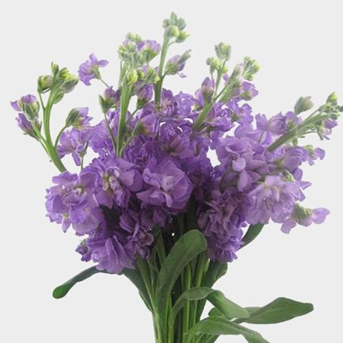 Stock Lavender Flowers