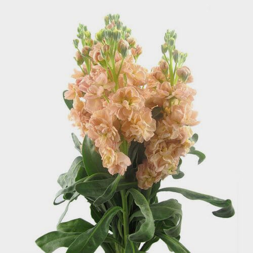 Bulk flowers online - Stock Peach Flowers