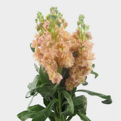 Stock Peach Flowers Wholesale Blooms By The Box