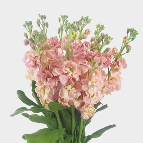 Stock Pink Flowers
