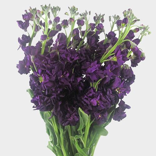 Stock Purple Flowers