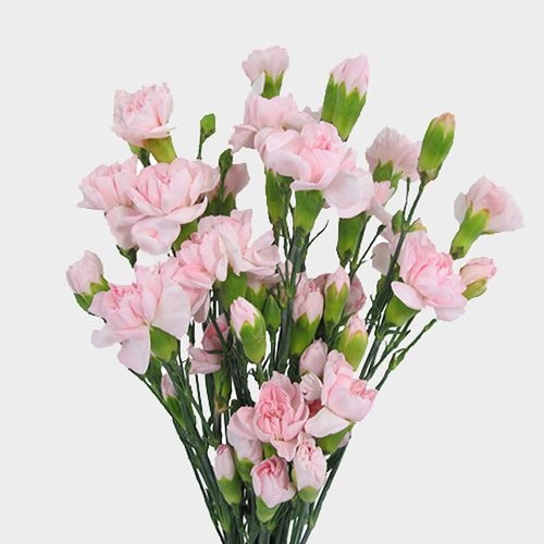 Mini Carnations Pink Flowers