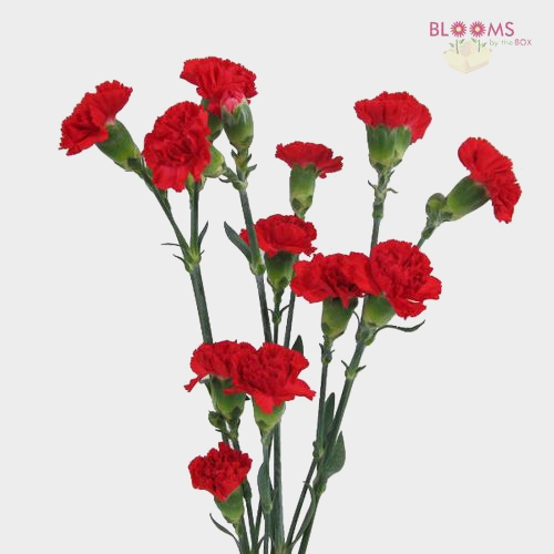 Red and White Fresh Carnations, Bulk Flowers