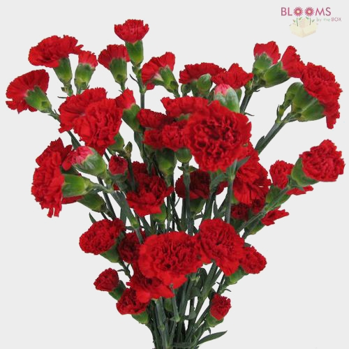 Red Mini Carnation Flowers - Wholesale - Blooms By The Box