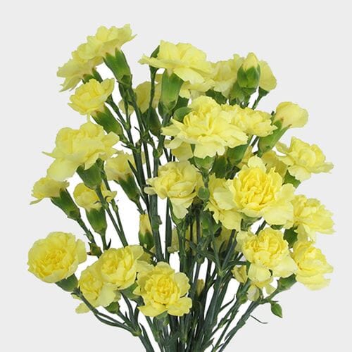 Wholesale flowers prices - buy Yellow Mini Carnation Flowers in bulk