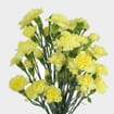 Yellow Mini Carnation Flowers