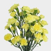 Yellow Mini Carnation Flowers