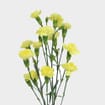 Yellow Mini Carnation Flowers