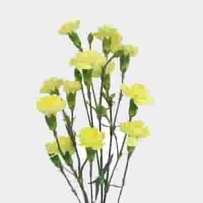 Yellow Mini Carnation Flowers