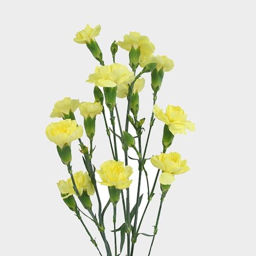 Yellow Mini Carnation Flowers