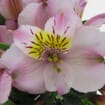 Pink Alstroemeria Flower