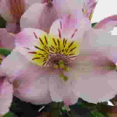 Pink Alstroemeria Flower