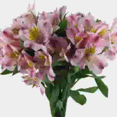 Pink Alstroemeria Flower