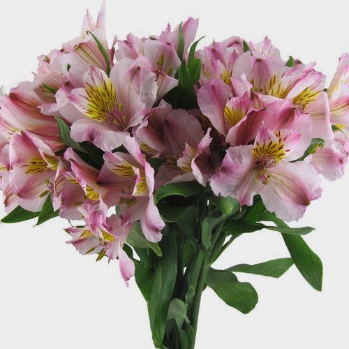 Pink Alstroemeria Flower - Wholesale - Blooms By The Box