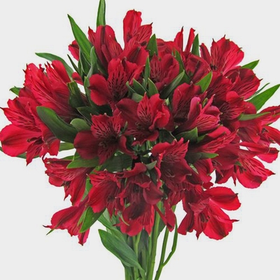 Red Alstroemeria Flowers - Wholesale - Blooms By The Box