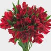 Red Alstroemeria Flowers