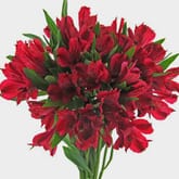 Red Alstroemeria Flowers