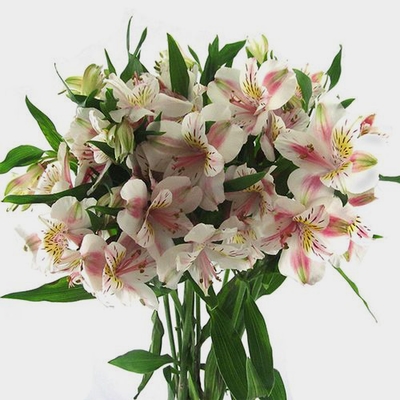 white alstroemeria bouquet