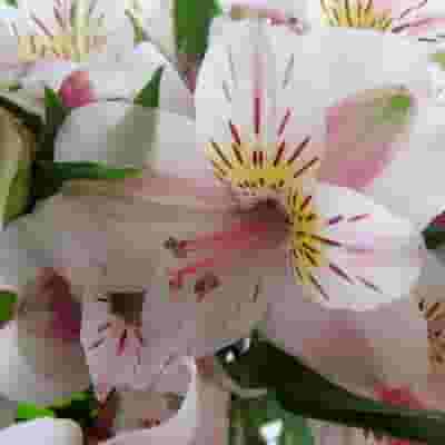 White Alstroemeria Flower