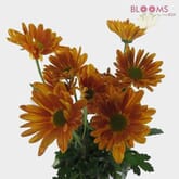 Pompon Daisy Bronze Flowers