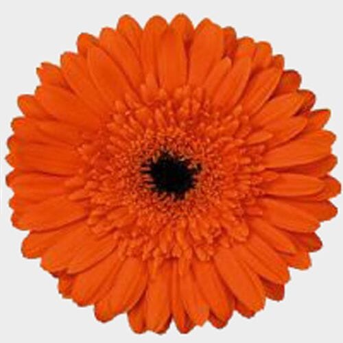 Wholesale flowers prices - buy Gerbera Daisy Orange in bulk