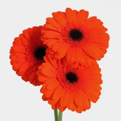 Gerbera Daisy Orange Wholesale Blooms By The Box