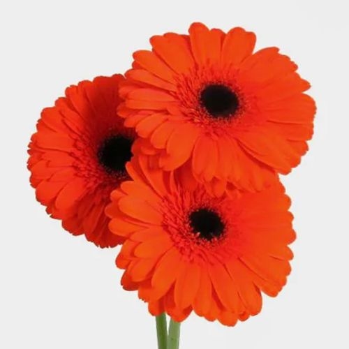 Gerbera Daisy Orange