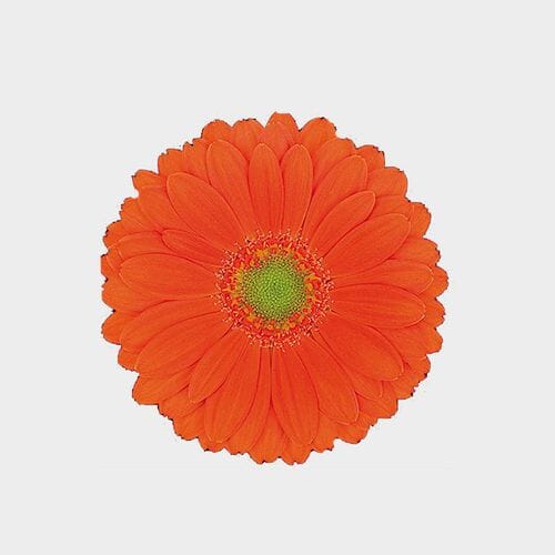 Mini Gerbera Daisy Orange Flower
