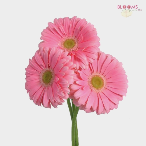 Gerbera Daisy Pink