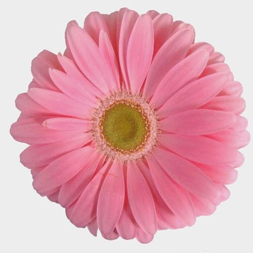 Wholesale flowers prices - buy Gerbera Daisy Pink in bulk
