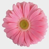 Gerbera Daisy Pink