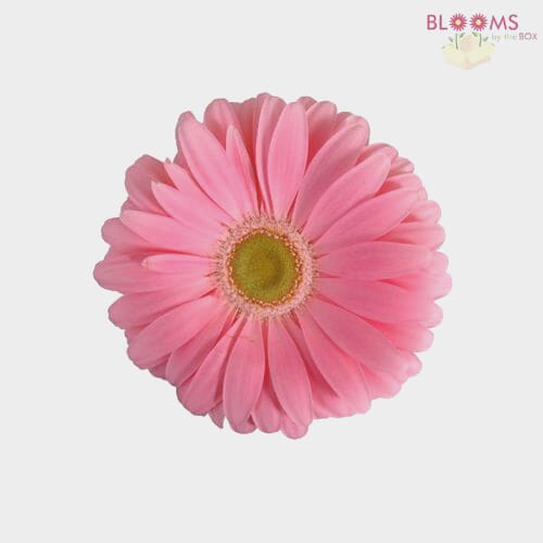 Mini Gerbera Daisy Pink Flower