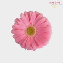 Mini Gerbera Daisy Pink Flower - Wholesale - Blooms By The Box