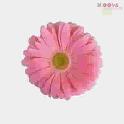 Mini Gerbera Daisy Pink Flower