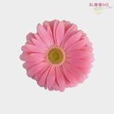 Mini Gerbera Daisy Pink Flower