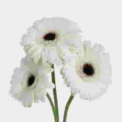 Gerbera Daisy White Flower