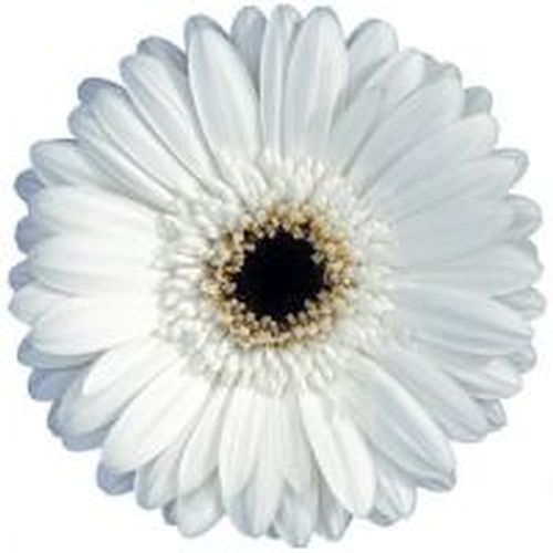 Gerbera Daisy White Flower