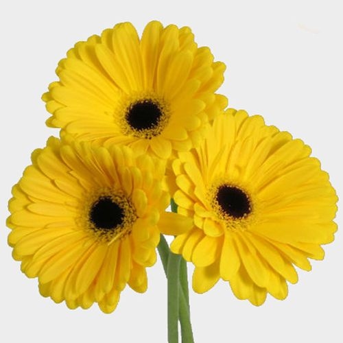 Gerbera Daisy Yellow
